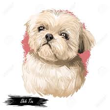 Shih Tzu Lap Dog Toy Pet Digital Art Small Chrysanthemum Breed Stock Photo Picture And Royalty Free Image Image 130778585 My mom is crazy about these dogs, and i thought it would be a good challenge to try drawing one. shih tzu lap dog toy pet digital art small chrysanthemum breed