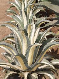 Image result for Agave americana