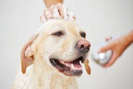 Ask A Vet How Often Should I Bathe My Dog Best Dog Shampoo Dog Skin Dog Shampoo