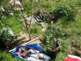 Forest are the uk's leading manufacturer and distributor of timber garden products. The Step By Step Guide To Creating Your Forest Garden Spiralseed