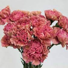 Carnation Babylon Diy Wedding Flowers Carnations Pink Carnations