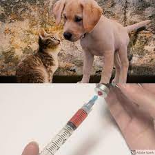 Developing immunity through vaccination means there is a. Vaccination Av Hund Och Katt Las Mer Och Boka Vetmobilen