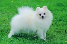 It is always suggested to buy these pups from home bred litter or from trusted breeders or stores. 82 Volpino Italiano Italian Spitz Ideas Puppies Dogs Pomeranian