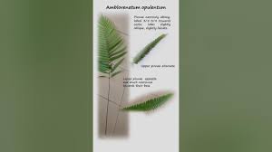 Image result for Amblovenatum