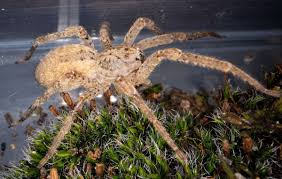 nosferatu spinne