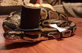 Tumblr Snake Corn Snake Rat Snake
