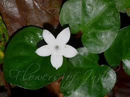 Image result for Geophila repens