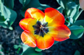 We did not find results for: Types Of Nyctinastic Plants Learn About Plants That Move On Their Own