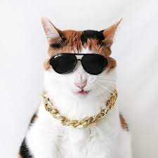 Cat Dog Necklace Sunglasses Boss Wedding Funny Tiktok Etsy In 2021 Dog Necklace Cat Dog Dog Flower Collar