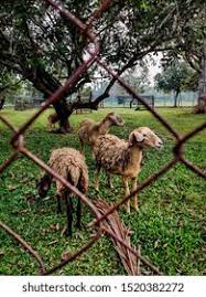 Sheep, lamb meat, domestic sheep, lamb and mutton. Sheep Goat Grass Kambing Biri Biri Stock Photo Edit Now 1520382272