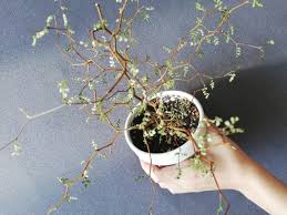 Image result for Sophora velutina