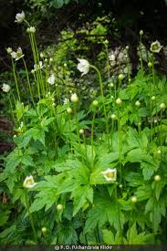 Image result for Aneilema johnstonii