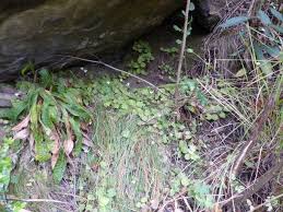 Image result for Diclis reptans