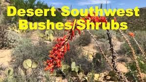 We did not find results for: Hiker S Guide Southwest Desert Wildflowers Youtube