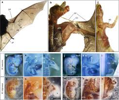 The Developmental Basis Of Bat Wing Muscle Nature Communications