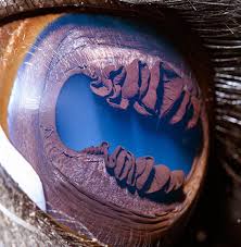 Im sure its two which means they have two eyelids!! Macro Shot Of A Camel S Eye Beamazed