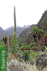 Image result for Lobelia giberroa