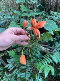 Image result for Cnestis