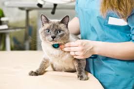 The vet will recommend a daily medication and suggest frequent checkups. Heart Murmurs In Cats Great Pet Care