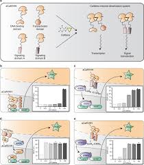 Caffeine is a tiny program that puts an icon in the right side of your menu bar. Caffeine Inducible Gene Switches Controlling Experimental Diabetes Nature Communications