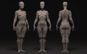 Female Planes Anatomy Models Human Anatomy Female Human Anatomy