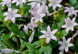 Image result for Craibia grandiflora