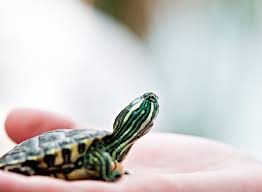 Sometimes you will see baby turtles being sold with these little beach tank setups where they have a limited water area and almost no land to get dry. Pet Turtles Are Once Again Causing Salmonella Outbreaks Shots Health News Npr