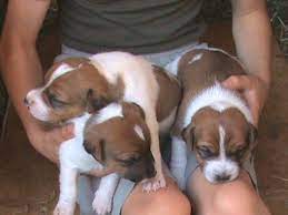 jack russel welpen