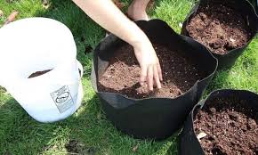 Add in enough dirt to cover the bottom of the bucket by 1/2 inch. How To Grow Potatoes In A Bucket Gardens Nursery