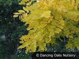 Image result for Robinia