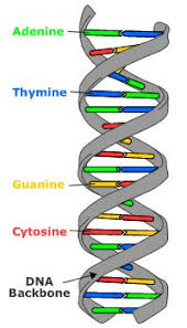 Dna The Molecular Basis Of Mutations Dna Project Dna Model Project Dna Model
