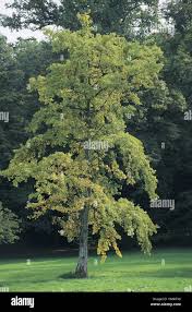 Image result for Ginkgoaceae