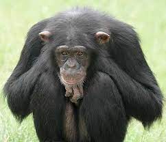 Common Chimpanzee By Wildlife Info And Photos Images Chimpanzee Chimp Cute Monkey