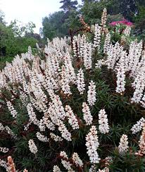 Image result for Scoparia