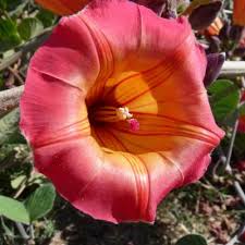 Image result for Xenostegia alatipes