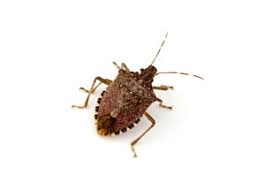 Need help with a stink bug infestation? Delaware Maryland Pennsylvania And New Jersey Stink Bug Removal