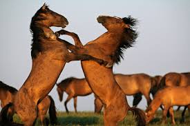 The original spirit was a dun (dun stripe down the middle of his back) the horse in spirit riding free is a buckskin and has no dun stripe. Mustangs