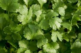 Never has a garden herb been so polarizing. Cilantro Love And Hate Is It A Genetic Trait 23andme Blog