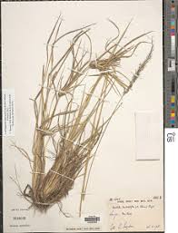 Image result for Sporobolus myrianthus