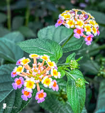 Image result for Fimbristylis scabrida