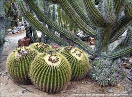 De society ondersteunt de cactussen en vetplanten, zowel amateur als professioneel, door middel van onderwijs, natuurbehoud, wetenschappelijk de vereniging onderneemt een reeks activiteiten om haar doelstellingen te bereiken: Bach S Cactus Nursery In Tucson On A Chilly Winter Day