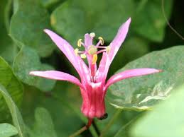 Image result for Passiflora sanguinolenta