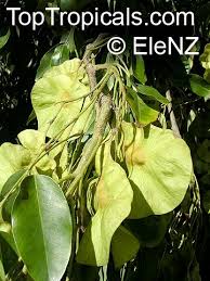 Image result for Pterocarpus indicus