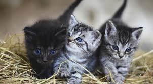 Kedi Tirmalamasi Durumunda Ne Yapmali Bilmisler