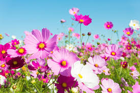 And will rebloom in summer and fall. 16 Annuals That Bloom All Summer Long Natalie Linda