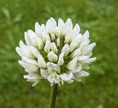 Image result for Trifolium repens