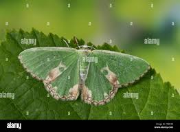 Image result for Manulea conferta