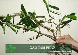Xuyên tâm liên là một loại cây thảo thuộc họ ô rô, có nguồn gốc từ ấn độ và sri lanka, được sử dụng rất nhiều từ thời xa xưa để chữa các bệnh viêm nhiễm như viêm họng, viêm phổi, ho, sốt, nhiễm trùng, cảm cúm…. Tumblr Cá»§a Tá»« Ä'iá»ƒn Cay Thuá»'c