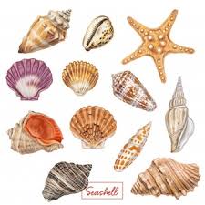 Very basic and easy for everyone who have just started to learn drawing. Free Seashell Vectors 3 000 Images In Ai Eps Format