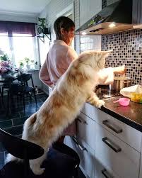 Tout savoir sur le maine coon sur wikichat, l'encyclopédie du chat. Voici Lotus Le Chat Xxl Dont La Tendresse Est Proportionnelle A Sa Taille